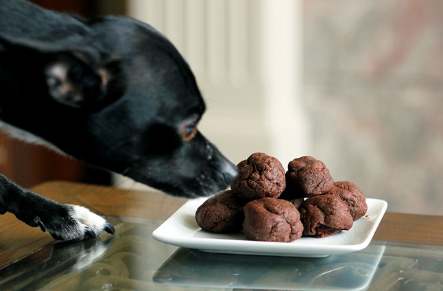 dog-eats-cocolate