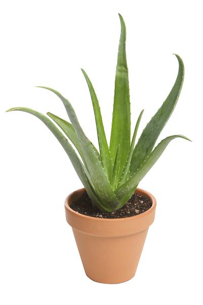 aloe vera