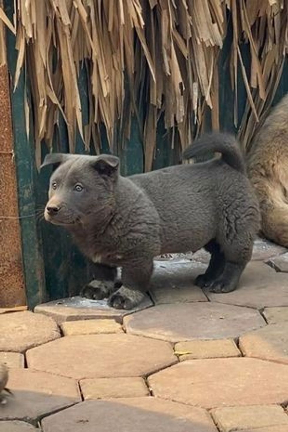 0 Rare breed of dog who looks like cat goes viral online 3