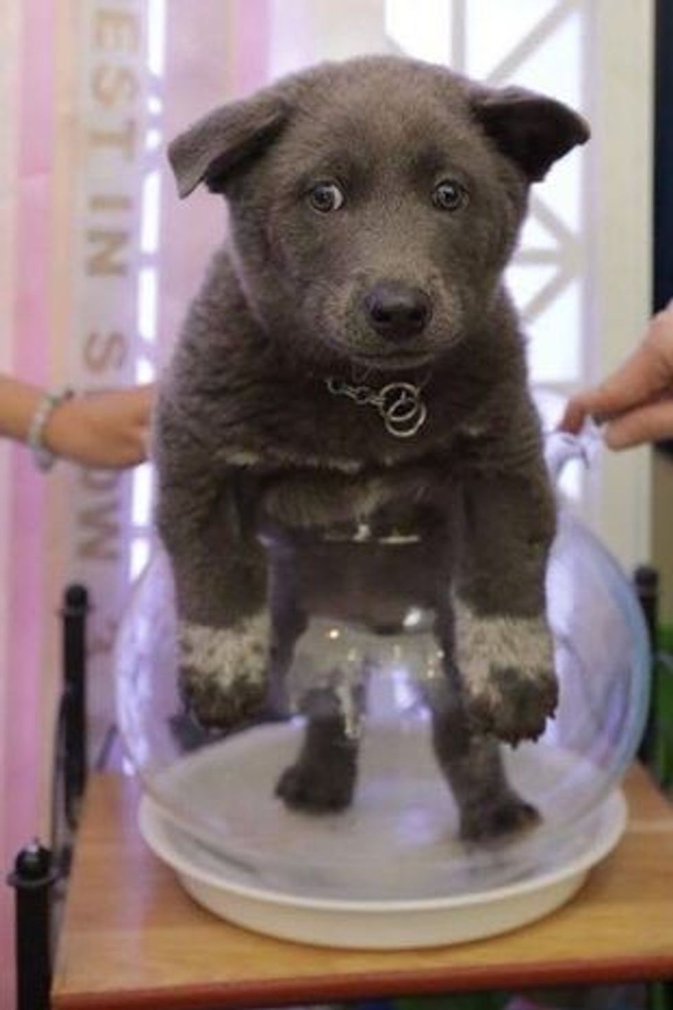 0 Rare breed of dog who looks like cat goes viral online 4