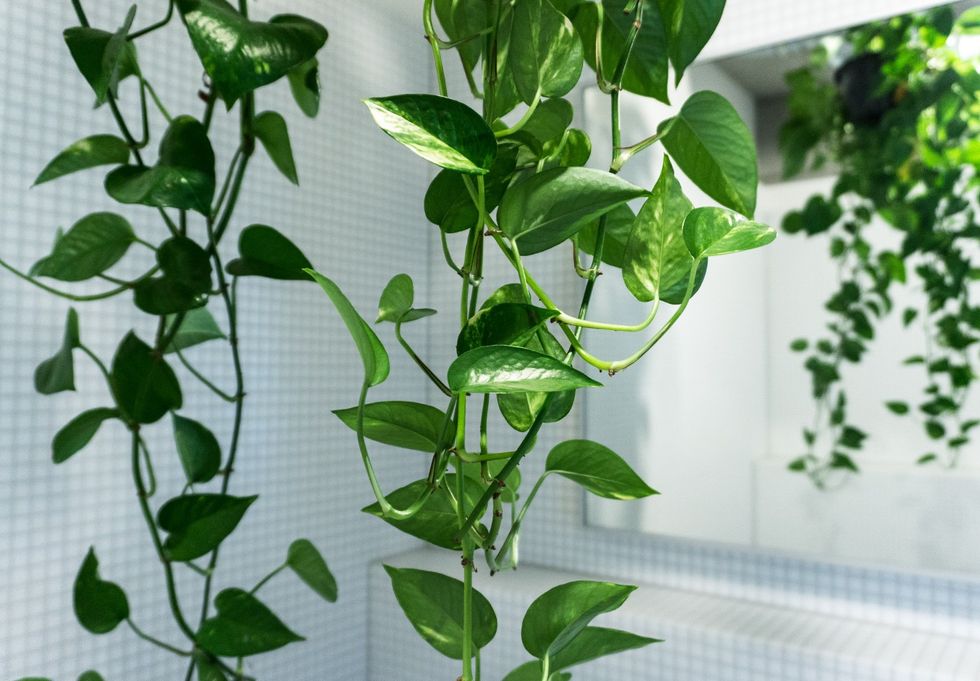 03 Pothos Epipremnum Aureus on sitsitso.com