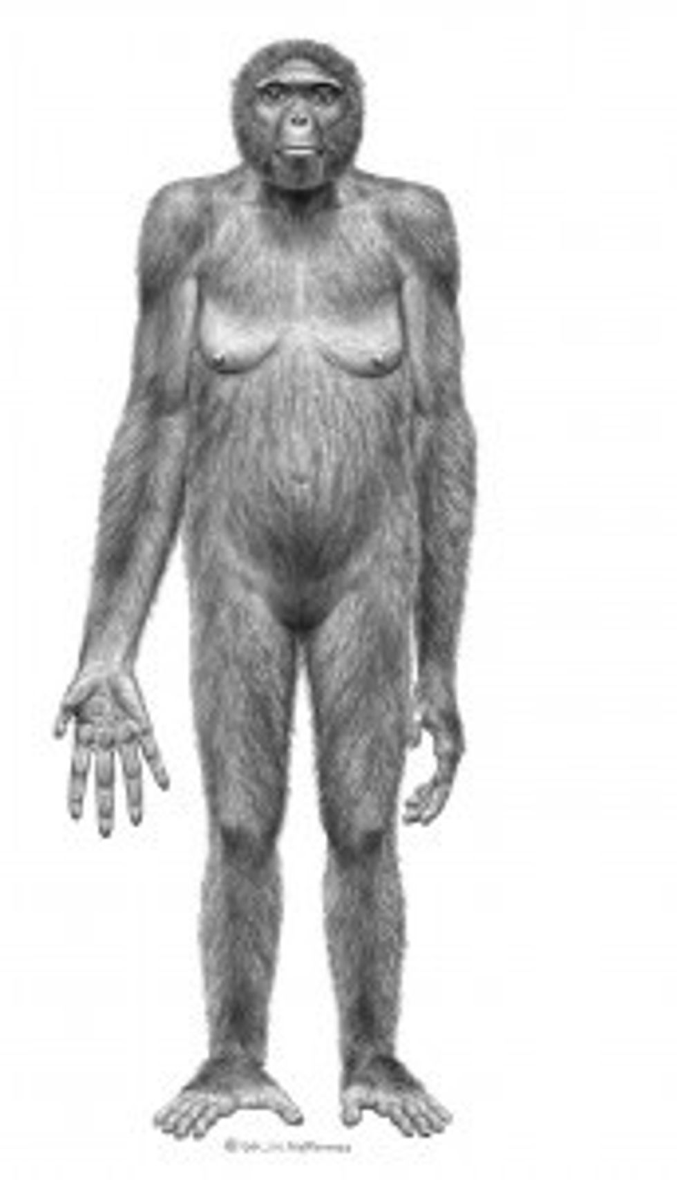 091001-ardipithecus-02-