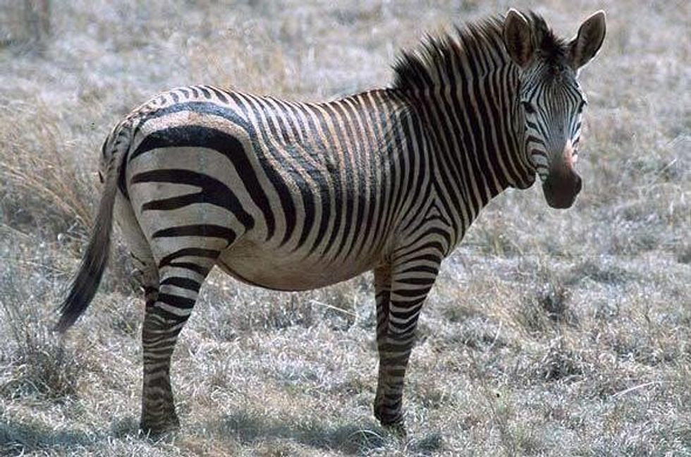 1 hartmans mountain zebra mo