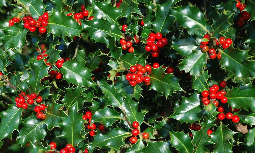 1 pexels olga lioncat 7