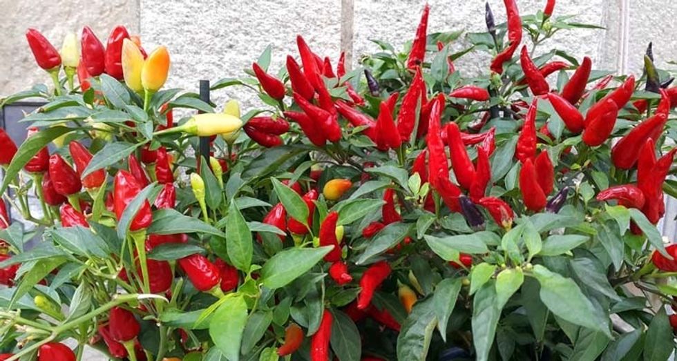 1 potted peppers shutterstock 1704212920