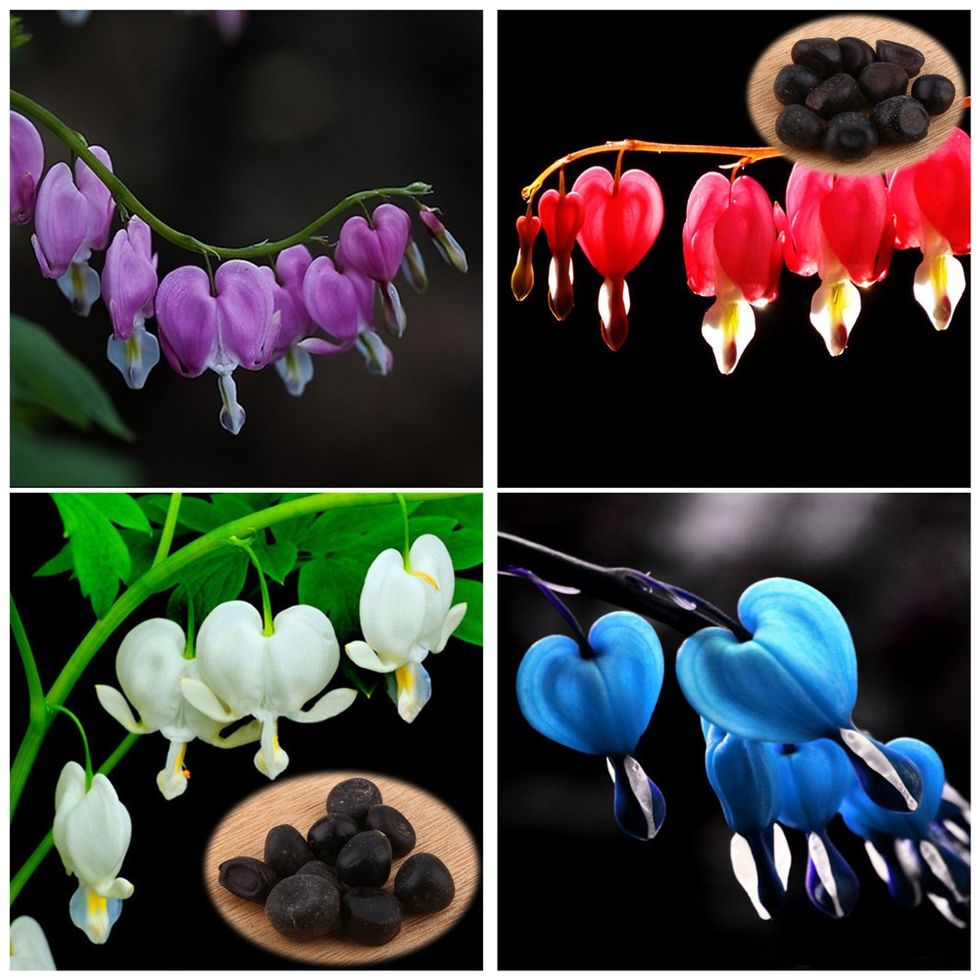 10-PCS-Pack-Perennial-Herbs-Dicentra-Garden-Home-font-b-Plant-b-font-font-b-Bleeding