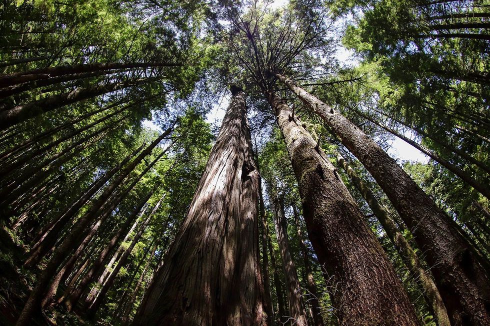 10 WeirdTrees AncientCedar 10. 48506223872 1760eb8277 o