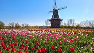 2020/04/tulips-holland-mi.jpg