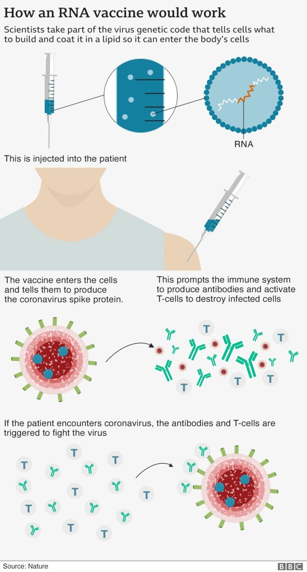 115517799 covid19 how vaccines work v4 nc 2x 1