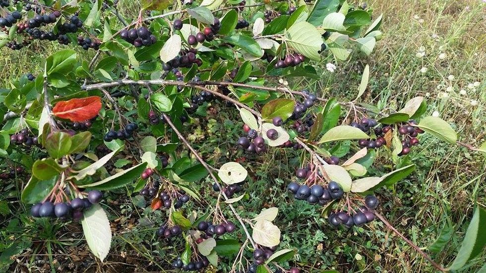 11831687 729112743867437 369809961759898408 n