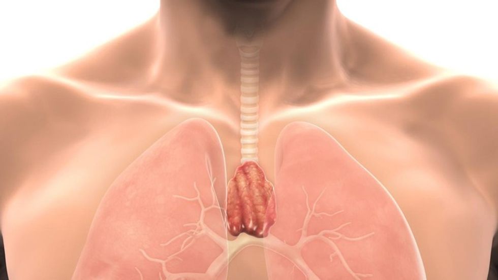 1200 531025647 thymus gland