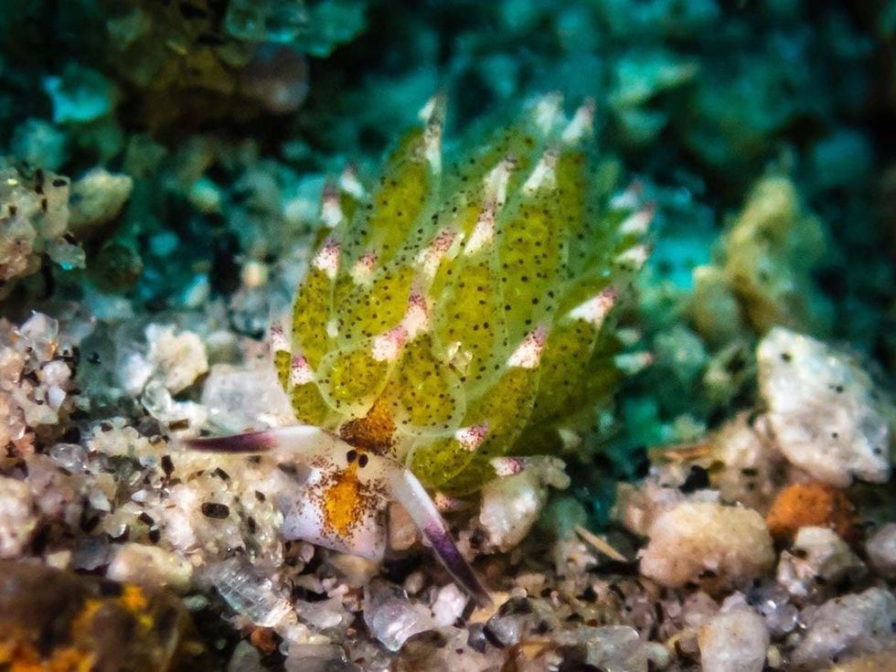 1200 dauin zamboanguita 05 20 19 23 2