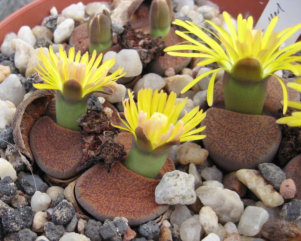 1200px Lithops lesliei ssp. lesliei v. mariae Cole 141 01