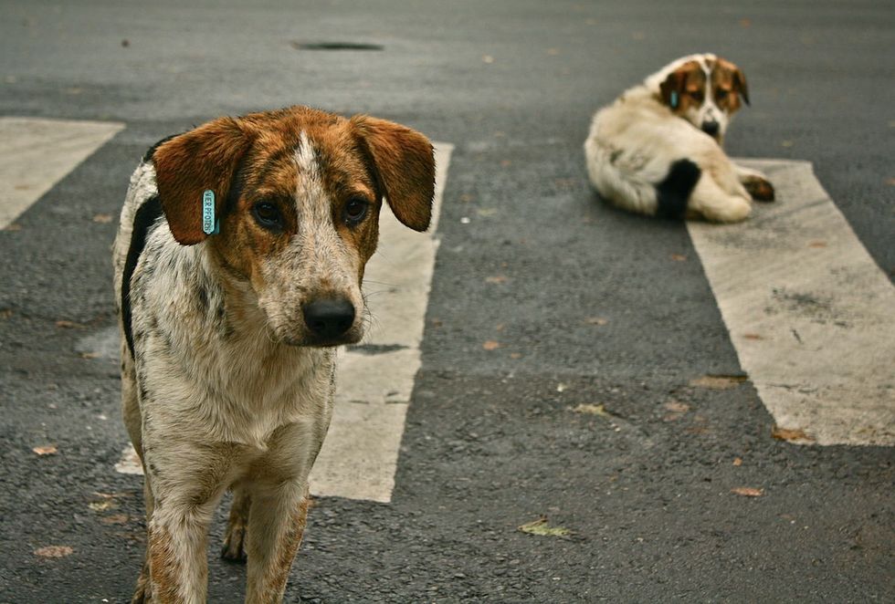 1200px Stray dogs crosswalk