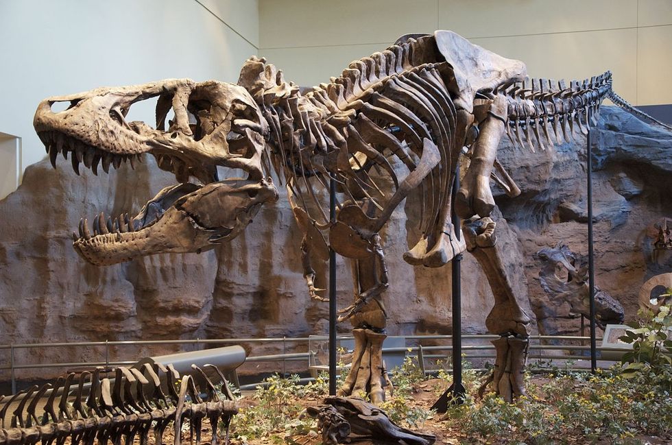 1200px Tyrannosaurus Rex Holotype