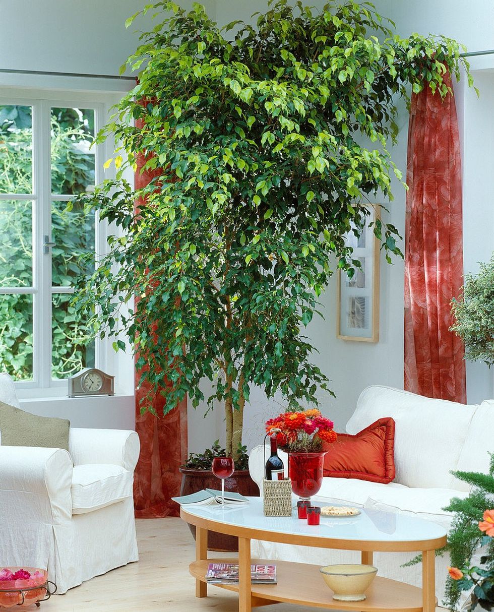 12220073 Ficus benjamina birch fig as a room tree