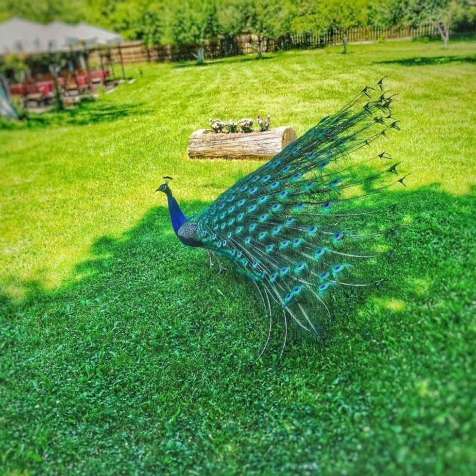 12358113_10156414787940089_1297704125_n