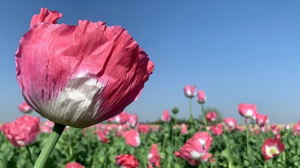 126258865 opium poppy