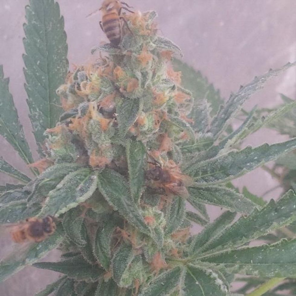 12745726_10153896896029836_8751221406309672521_n