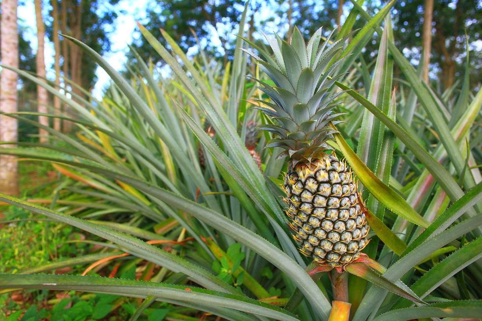 1280 487041994 pineapple plantation in thailand
