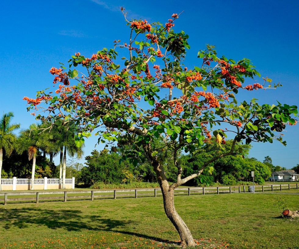13408182 Butea monosperma Stock Photo