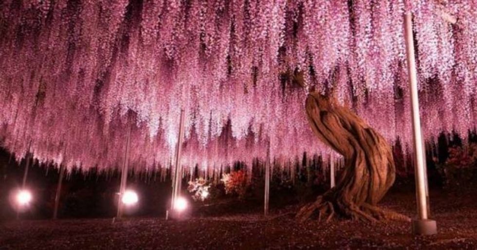 144 year old wisteria in japan looks like a pink sky 1