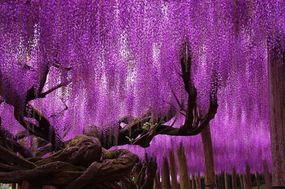 144 year old wisteria in japan looks like a pink sky1 1