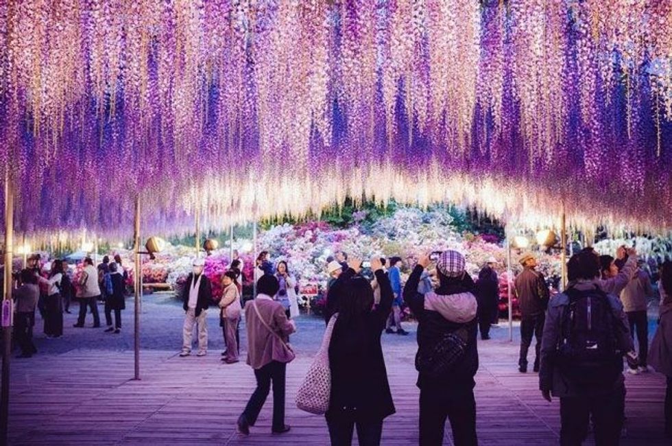 144 year old wisteria in japan looks like a pink sky4 1