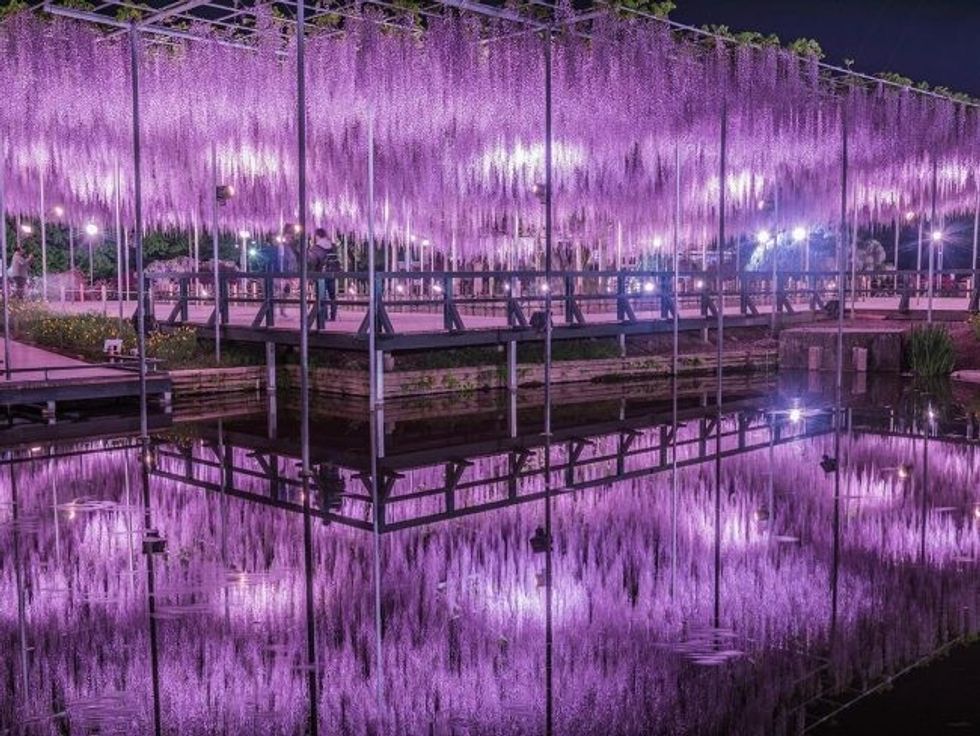 144 year old wisteria in japan looks like a pink sky7 1