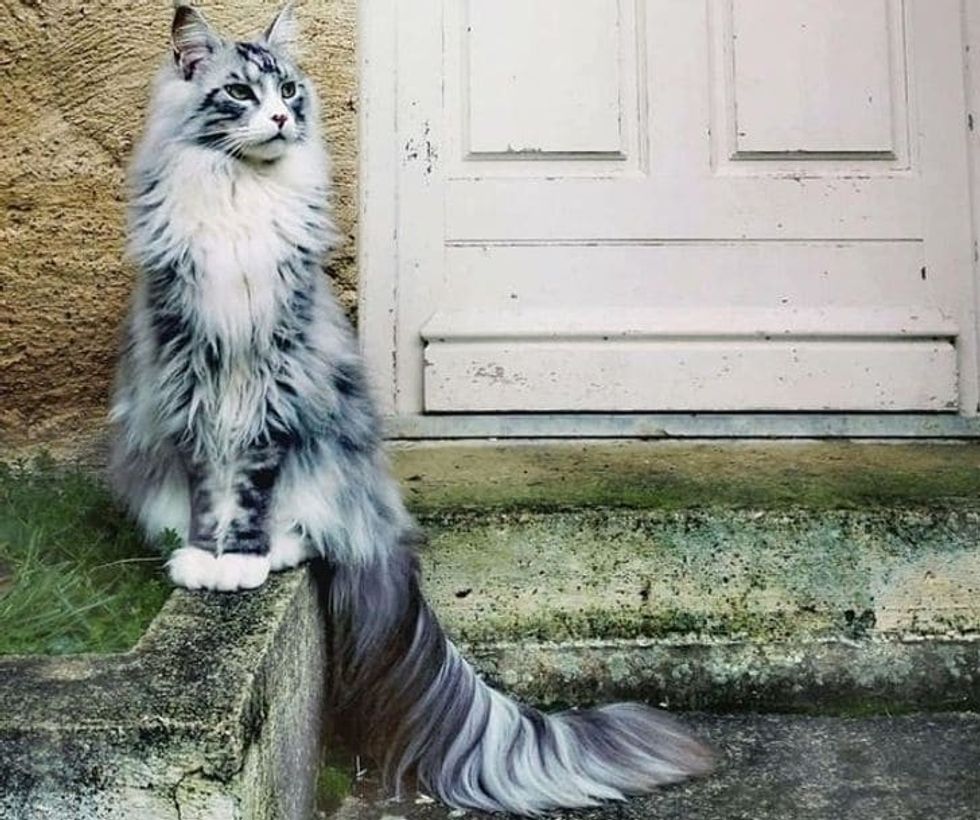 15 animals that will make you fall in love with their unique beauty 1