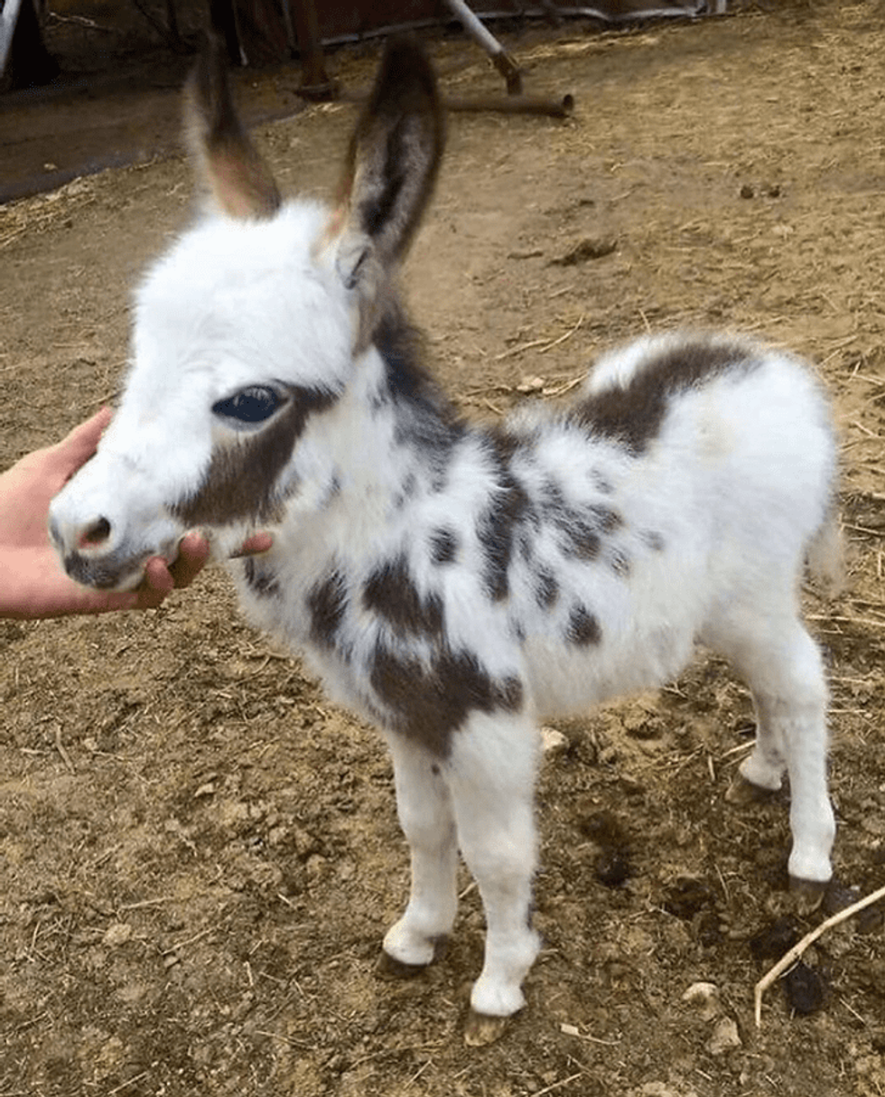 15 animals that will make you fall in love with their unique beauty 10