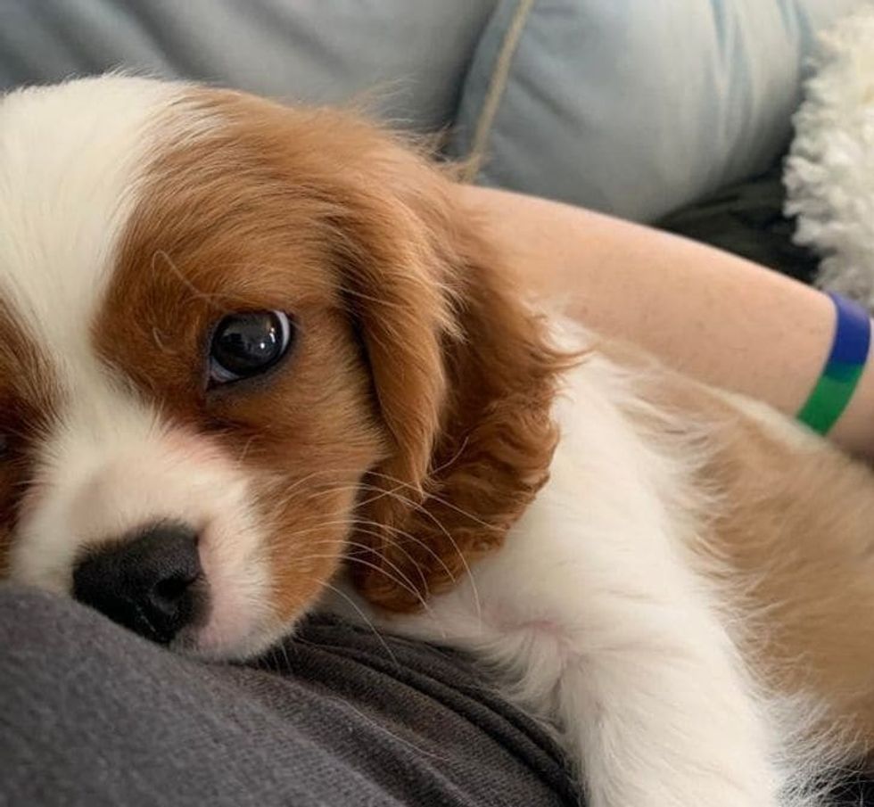 15 animals that will make you fall in love with their unique beauty 13