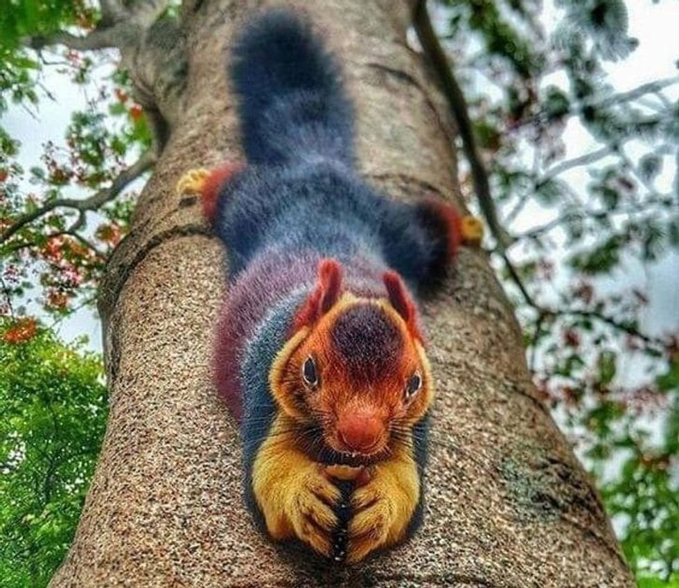 15 animals that will make you fall in love with their unique beauty 4