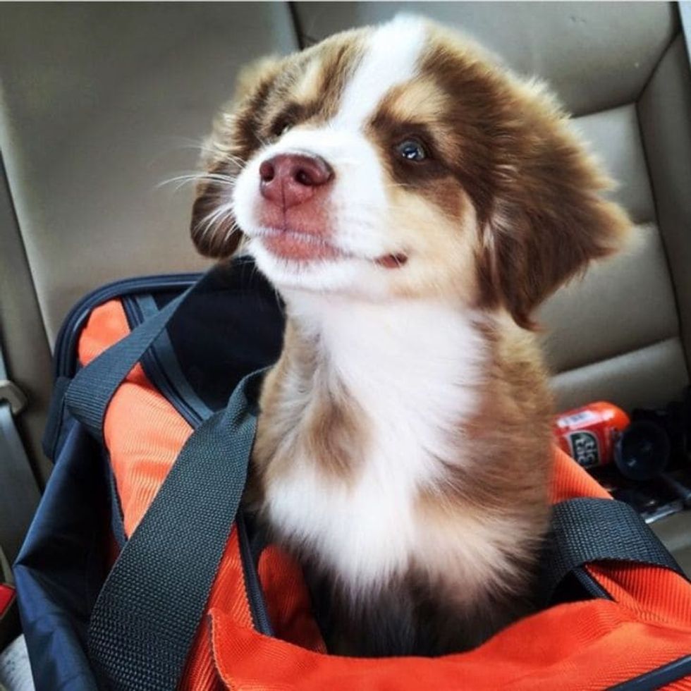 15 animals that will make you fall in love with their unique beauty 5