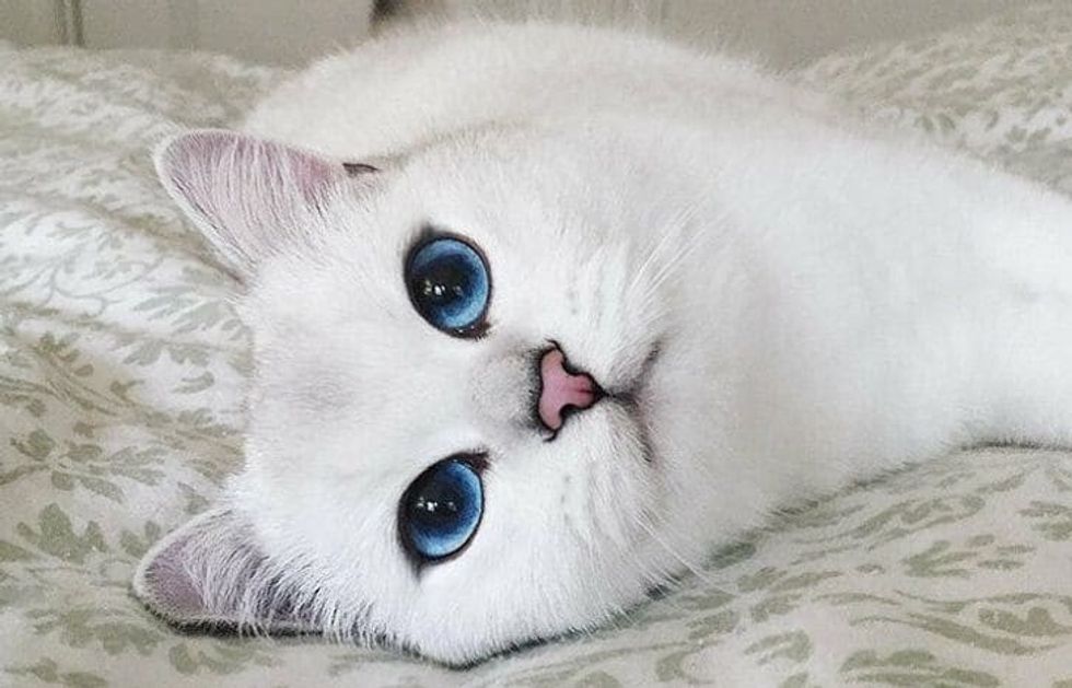 15 animals that will make you fall in love with their unique beauty 9