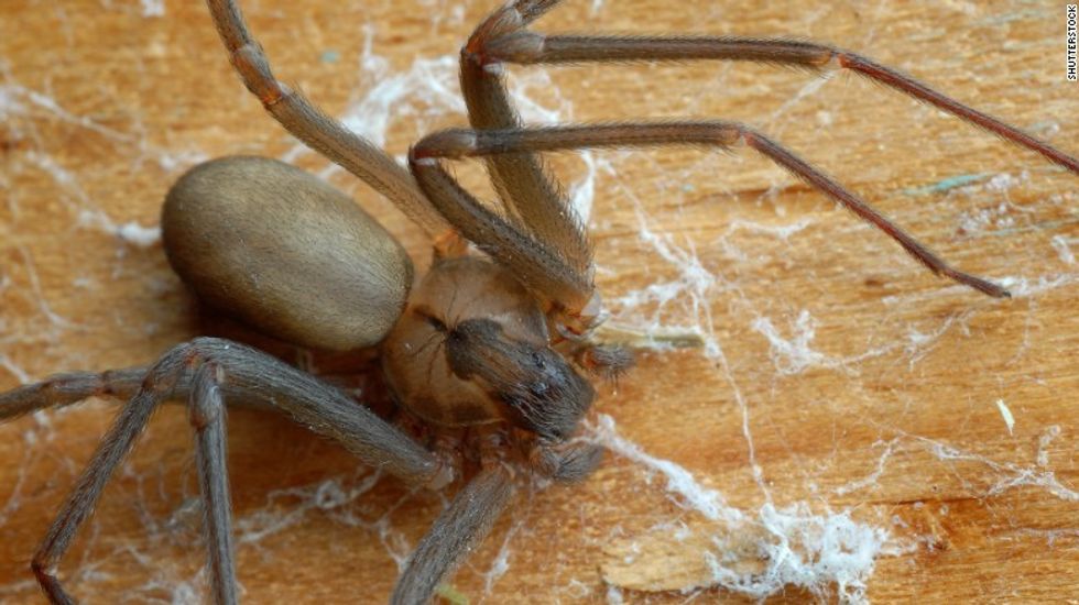 151126162904 01 dangerous spiders brown recluse exlarge 169