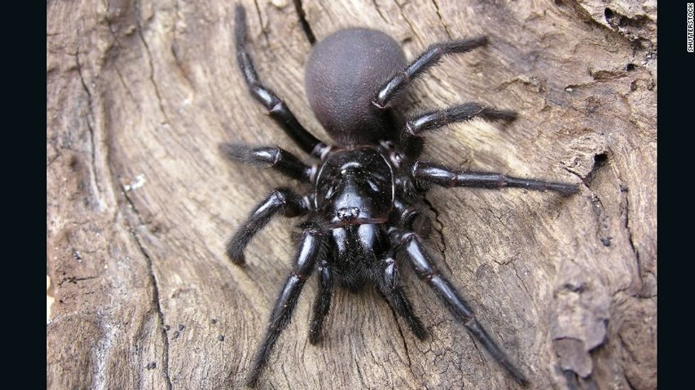 151126165036 05 dangerous spiders sydney funnel spider exlarge 169