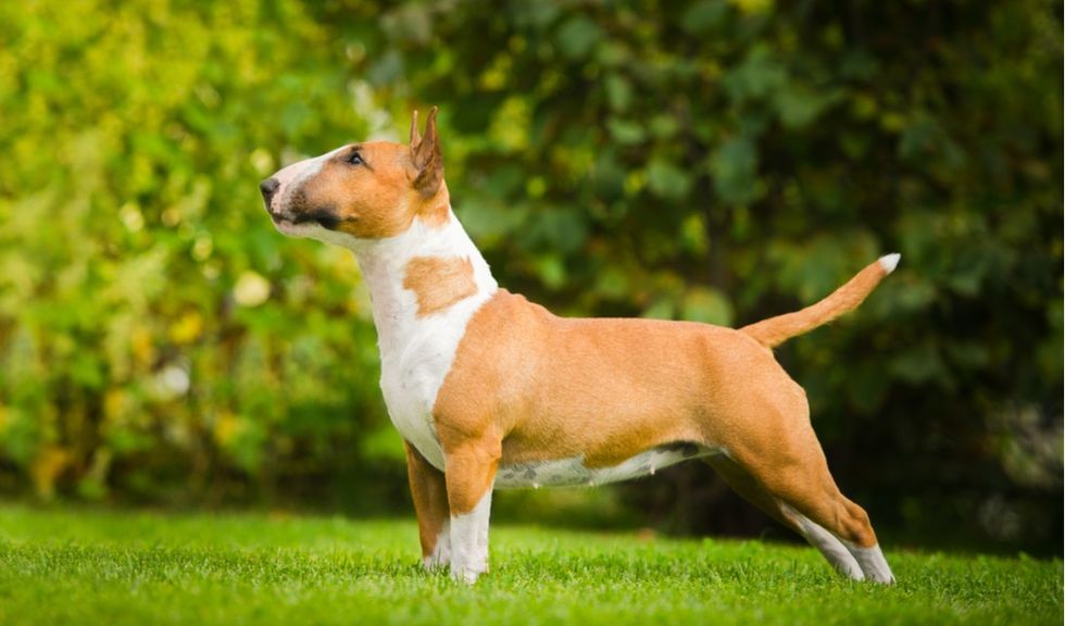 1520463269 BullTerrier