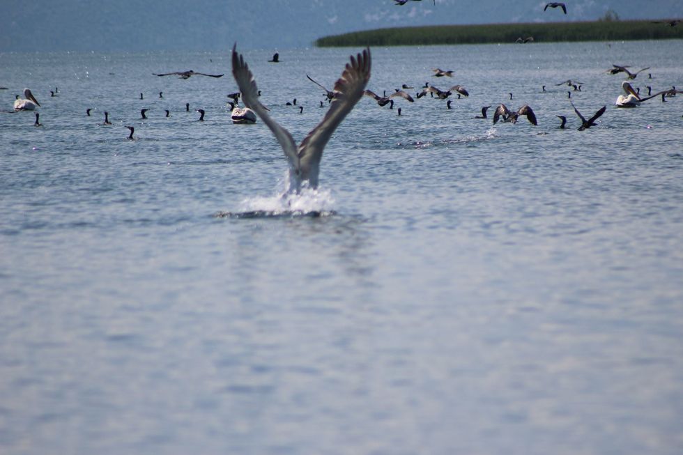 1558255975 pelikanikacurrel1