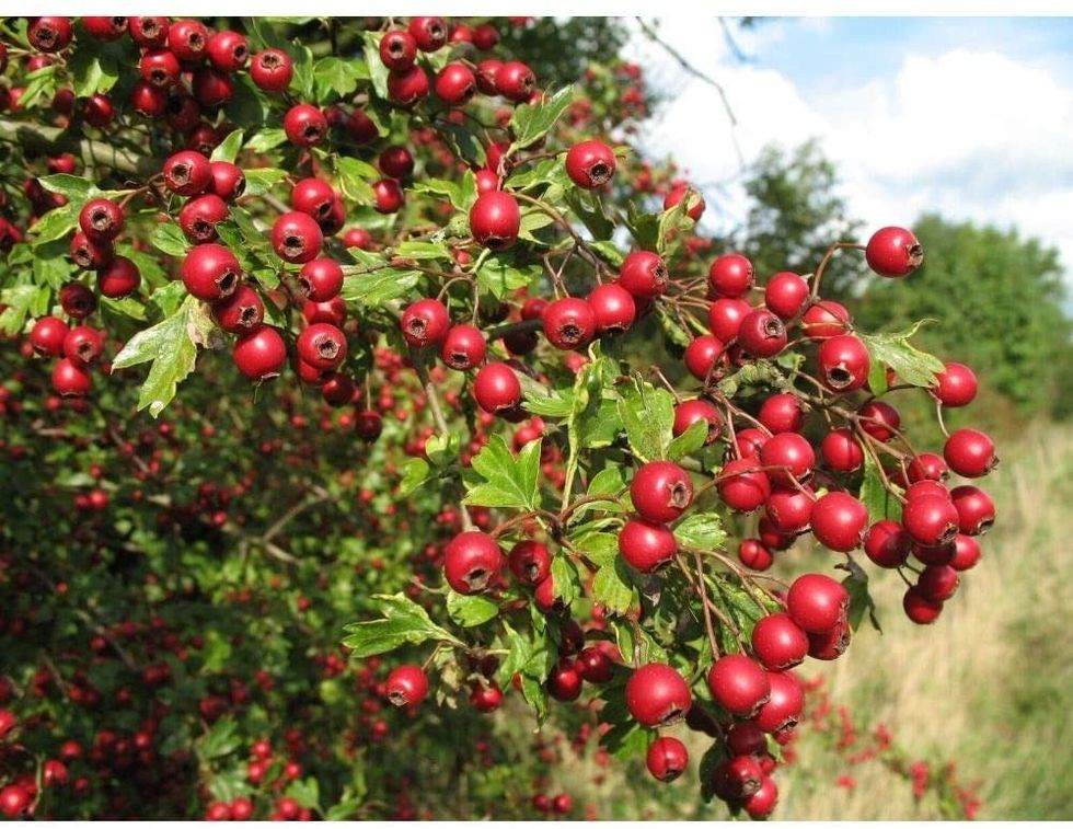 155869 shutterstock 108151