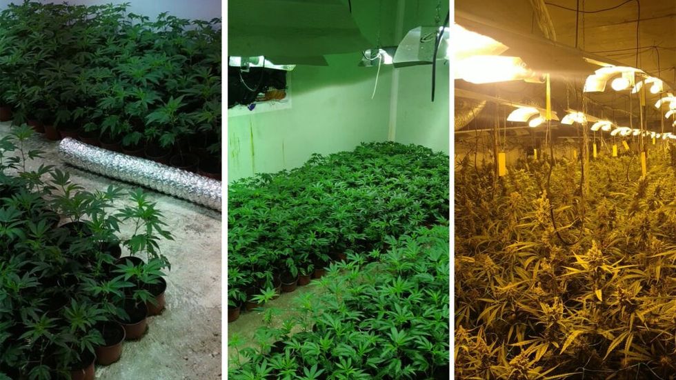 1702467619 lab marihuane Kosovo 1