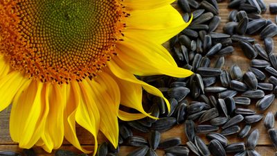 2019/12/sunflower-seeds-1.jpg