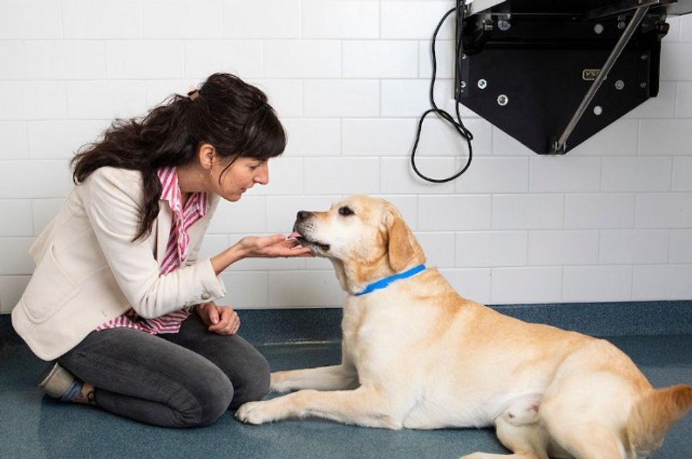 190513 canine epilepsy lg