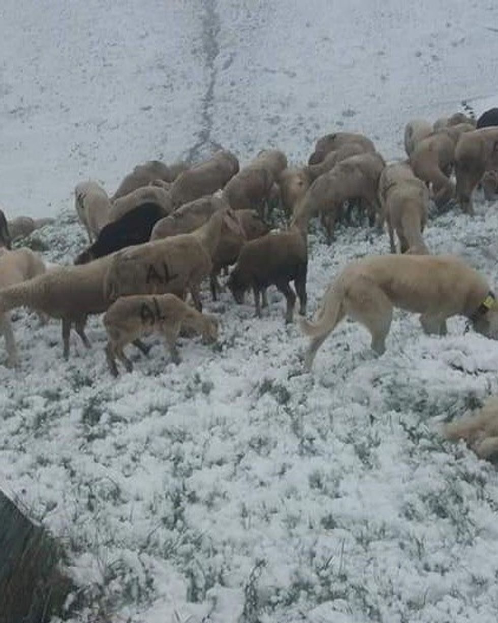 195096178 1732032266969501 747772139274007045 n