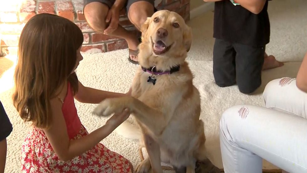 1D274906194811 today missing dog 140624 03