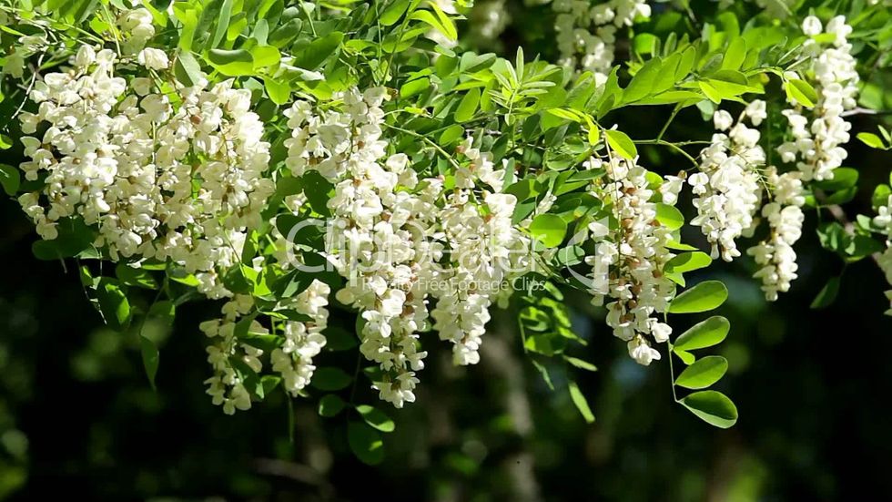 2 2614683 White Acacia flowers