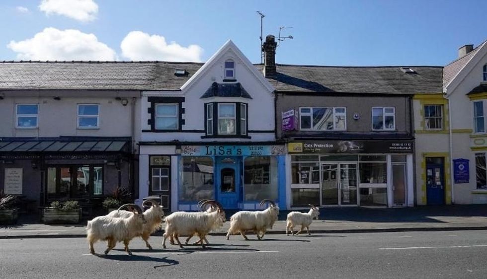 200429144409 05 animals coronavirus exlarge 169 e1601843059245