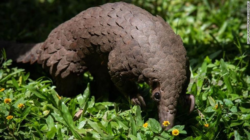 200529205528 white bellied pangolin 0420 exlarge 169