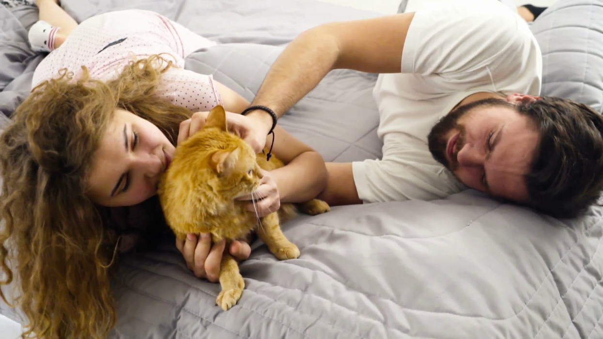 2008/03/couple-in-bed-caressing-a-ginger-cat-slow-motion_n_xzt5w1yg__F0000.png