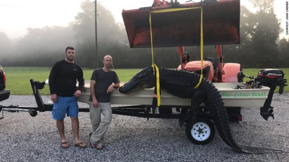 200905154308 02 massive mississippi gator exlarge 169